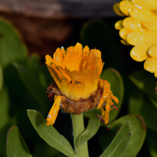 משחת קלנדולה יכולה להשאיר שאריות צהובות על בגדים או מצעים.